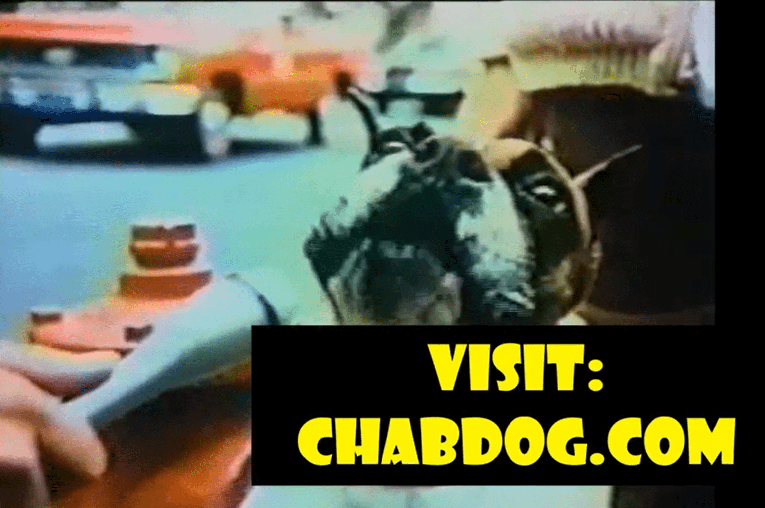 go to chabdog.com